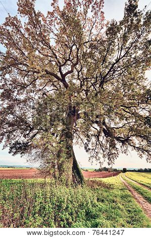 Lime Tree Near A Road And Fields In Autumn
