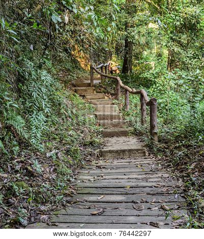 Stairway In The Deciduous Forest