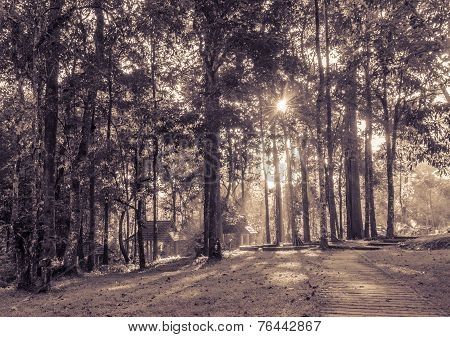 Vintage Nature Background Of Deciduous Forest