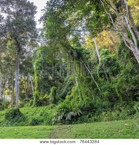 Deciduous Forest