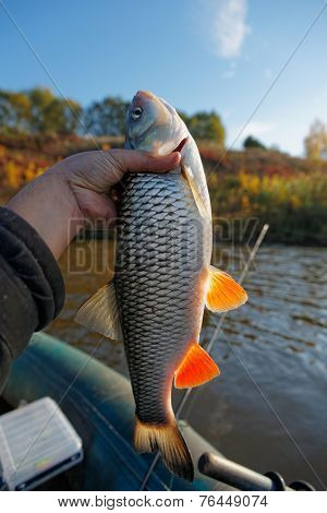 Really big chub in fisherman's hand, autumn catch