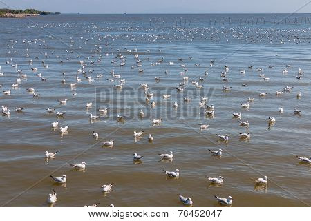 Crowd Of Seagull Floating In The Sea
