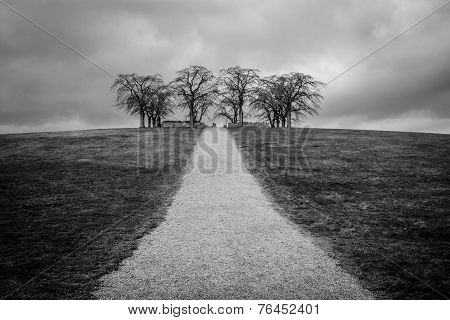 Elm Grove at Woodland Cemetery in Stockholm, Sweden in black and white