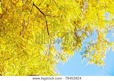 colorful autumn Bald Cypress tree