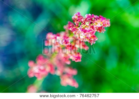 Wil dflower Abstract