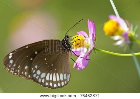 Common Crow  Butterfly On A Flower