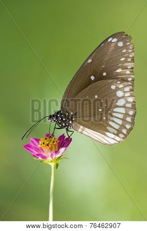 Common Crow  Butterfly On A Flower