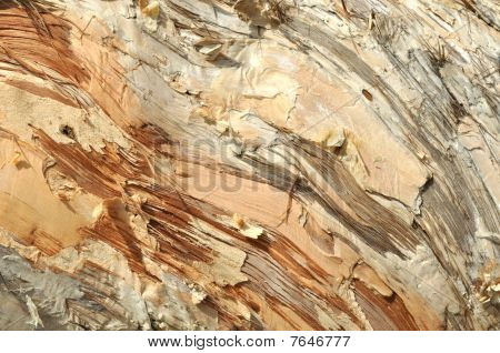 Modello di corteccia di albero
