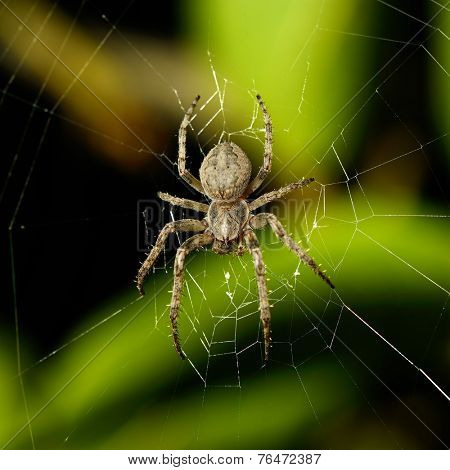 Big spider on the web