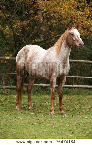 Potrait Of Beautiful Appaloosa Mare