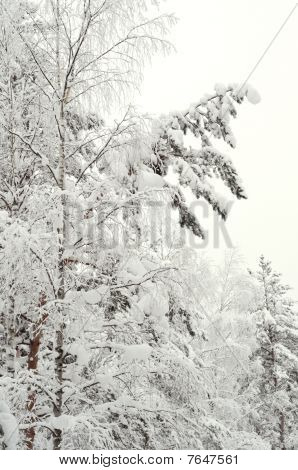 Alberi coperti di neve nella foresta