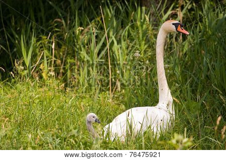 Mute Swan (cygnus Olor) With Fledgling