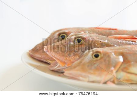 Fresh fish  with red scales