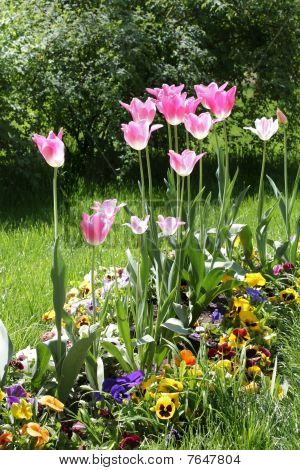 Rózsaszín tulipánok és Ibolyák