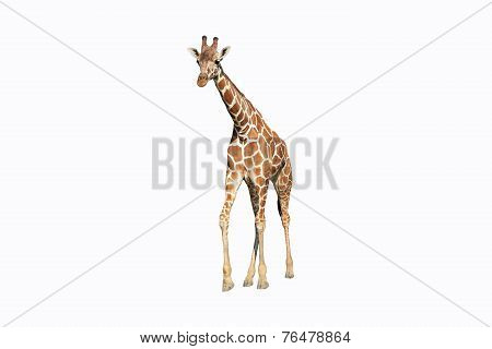 Wild giraffe isolated