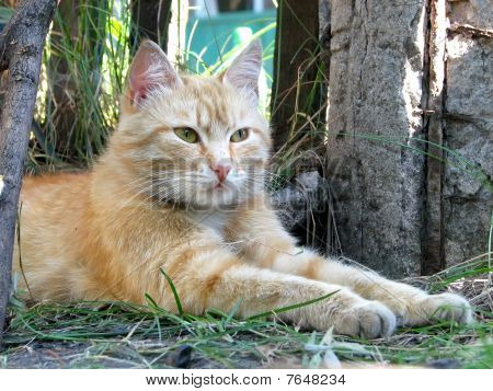 Kırmızı kedi