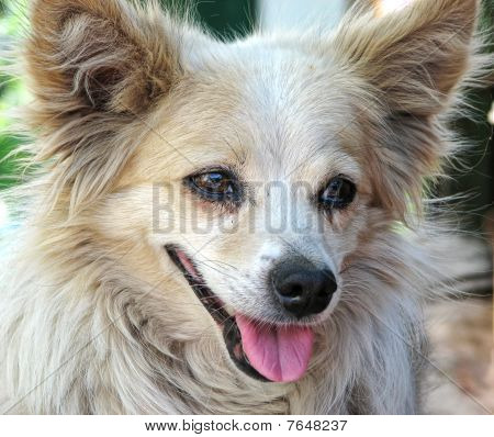 Köpek gülümsüyor