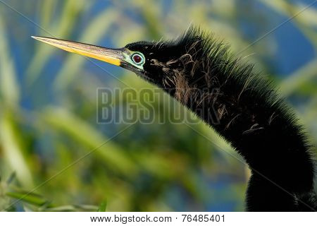 Portrait Of Male Anhinga In Breeding Colors
