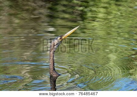 Anhinga Swimming