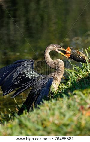Anhinga Eating Fish