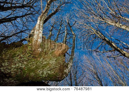 Roots On Sky