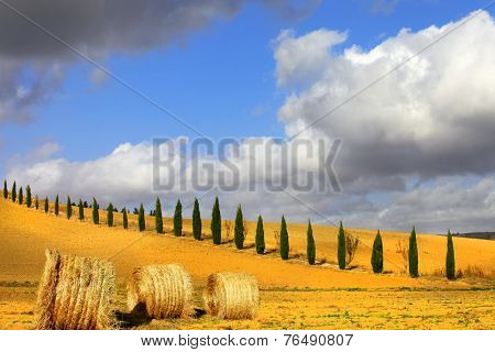 golden hills of Tuscany. Italian landscapes