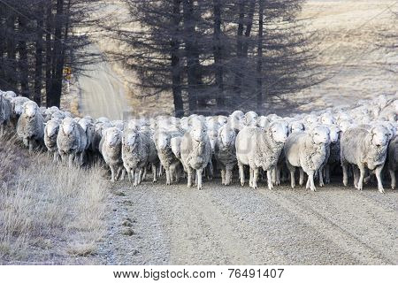 Sheep Herding