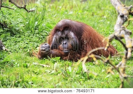 Male Bornean orangutan