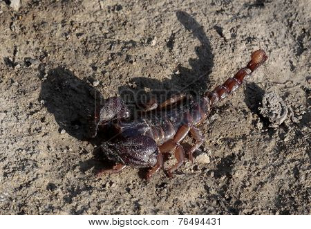 Scorpion