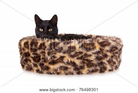 Black Cat Resting