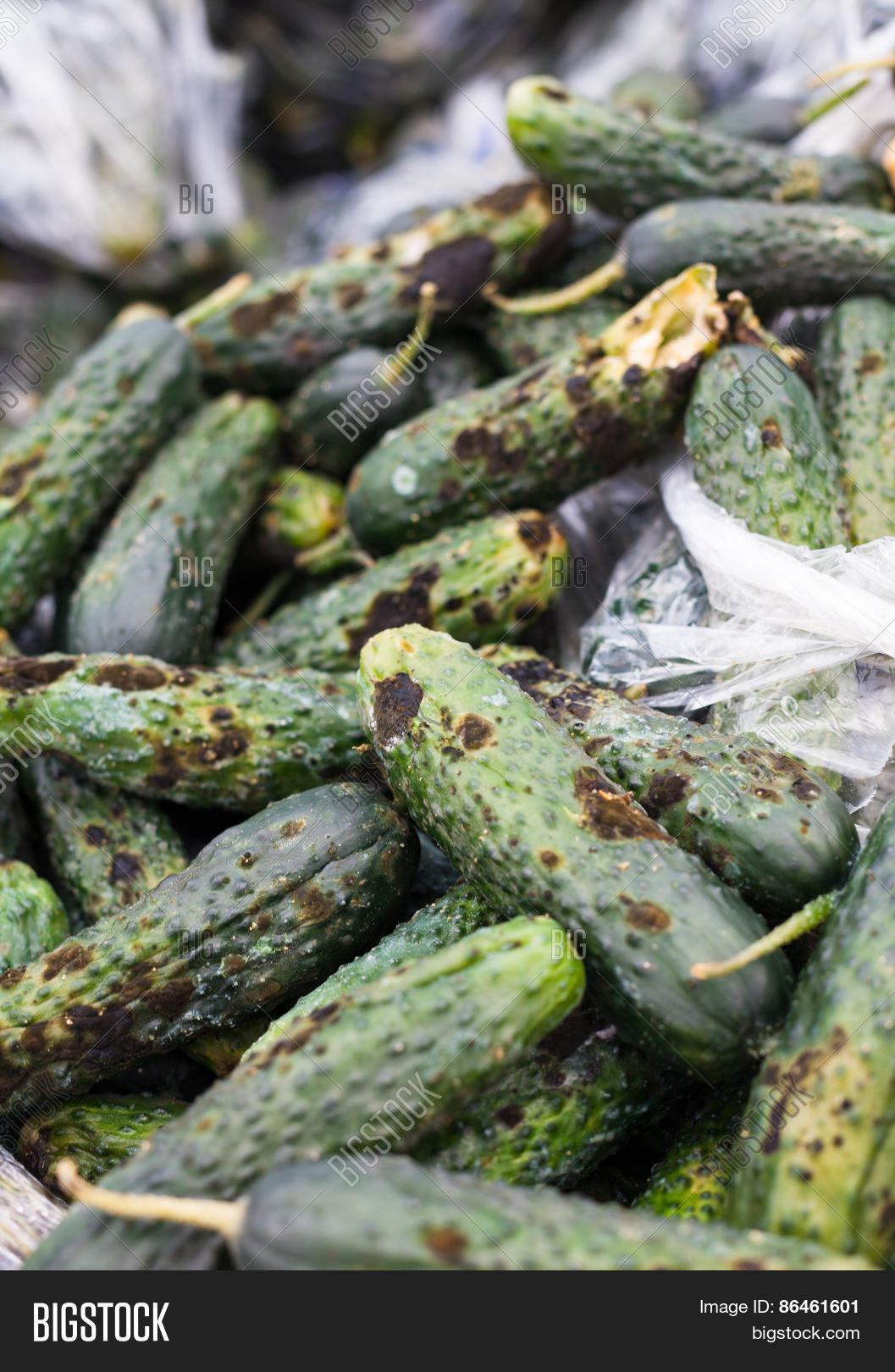 Piles Rotten Cucumbers Image & Photo (Free Trial) Bigstock