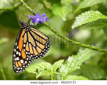 Monarch butterfly on purple flowers