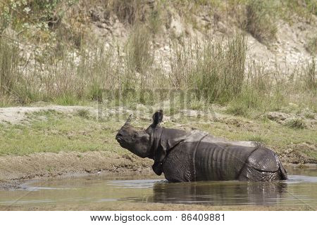 Greater One Horned Rhinoceros In Bardia, Nepal