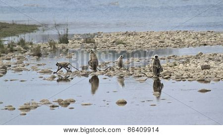 Hanuman Langur crossing the river at Bardia national park, Nepal