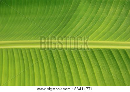 Horizontal Background and Texture of Banana Leaf and Stem