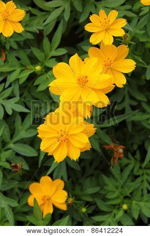 Closeup Yellow Cosmos Flower Blossom
