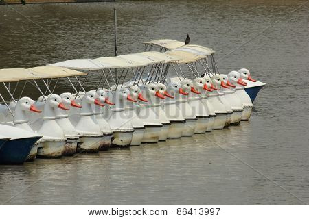The Line of Duck Pedal Boat