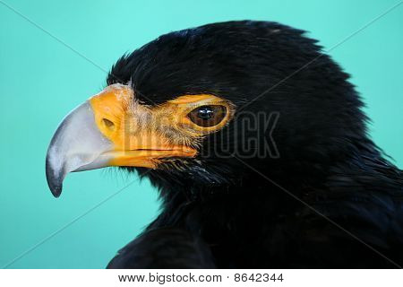 Ritratto di aquila nera