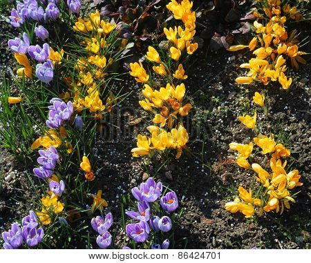 Crocus Vernus (spring Crocus, Giant Crocus) Spring Flower