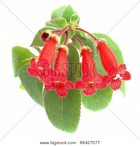 Red Flowers (kohleria Rongo)