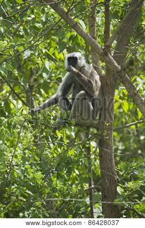 Hanuman Langur In Bardia, Nepal