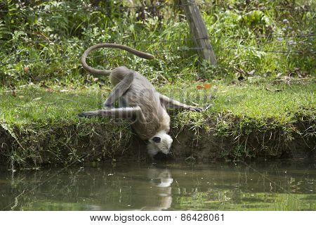 Hanuman Langur In Bardia, Nepal