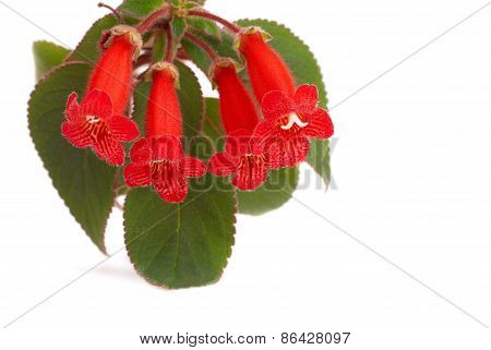 Red Flowers (kohleria Rongo)