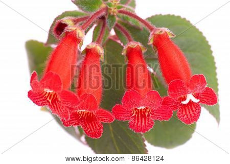 Red Flowers (kohleria Rongo)