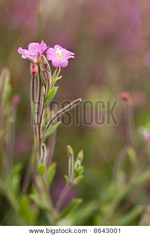 Epilobium Blume