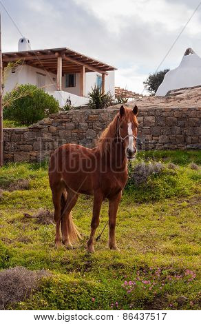 Brown Horse In A Meadow Near The House In The Village. Mykonos. Greece.