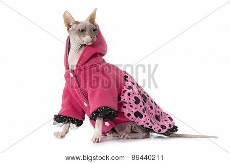 Don Sphinx Cat Dressed With Jacket In Front Of White Background