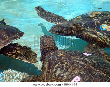 Fangenskab Hawaiian havskildpadder tale med hinanden Under vandet