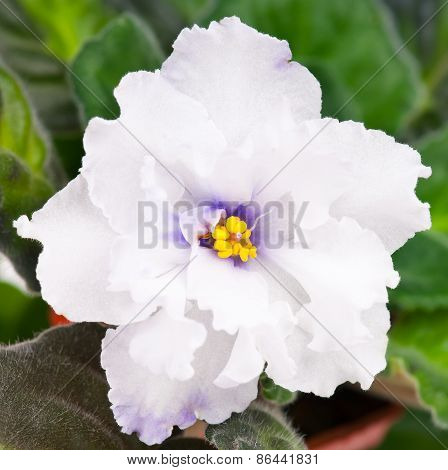 Violet Flower