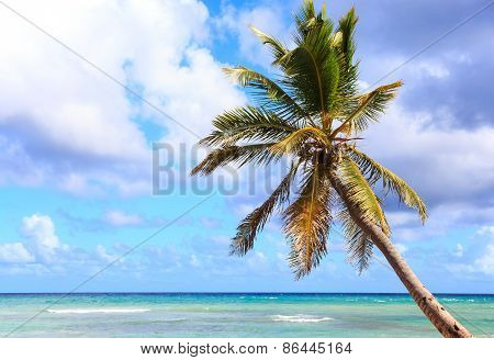 Palm Tree Over Caribbean Sea